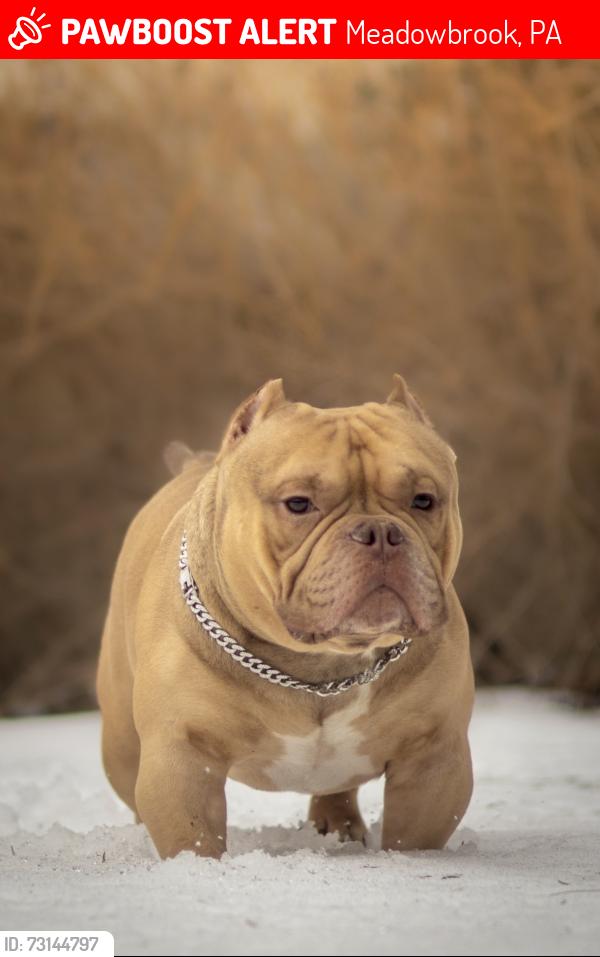 Lost Male Dog last seen Gilbert road 19046, Meadowbrook, PA 19046