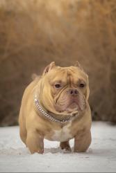 Lost Male Dog last seen Gilbert road 19046, Meadowbrook, PA 19046