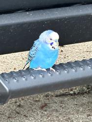 Found/Stray Male Bird last seen Apple Orchard trail, Conroe, TX 77301