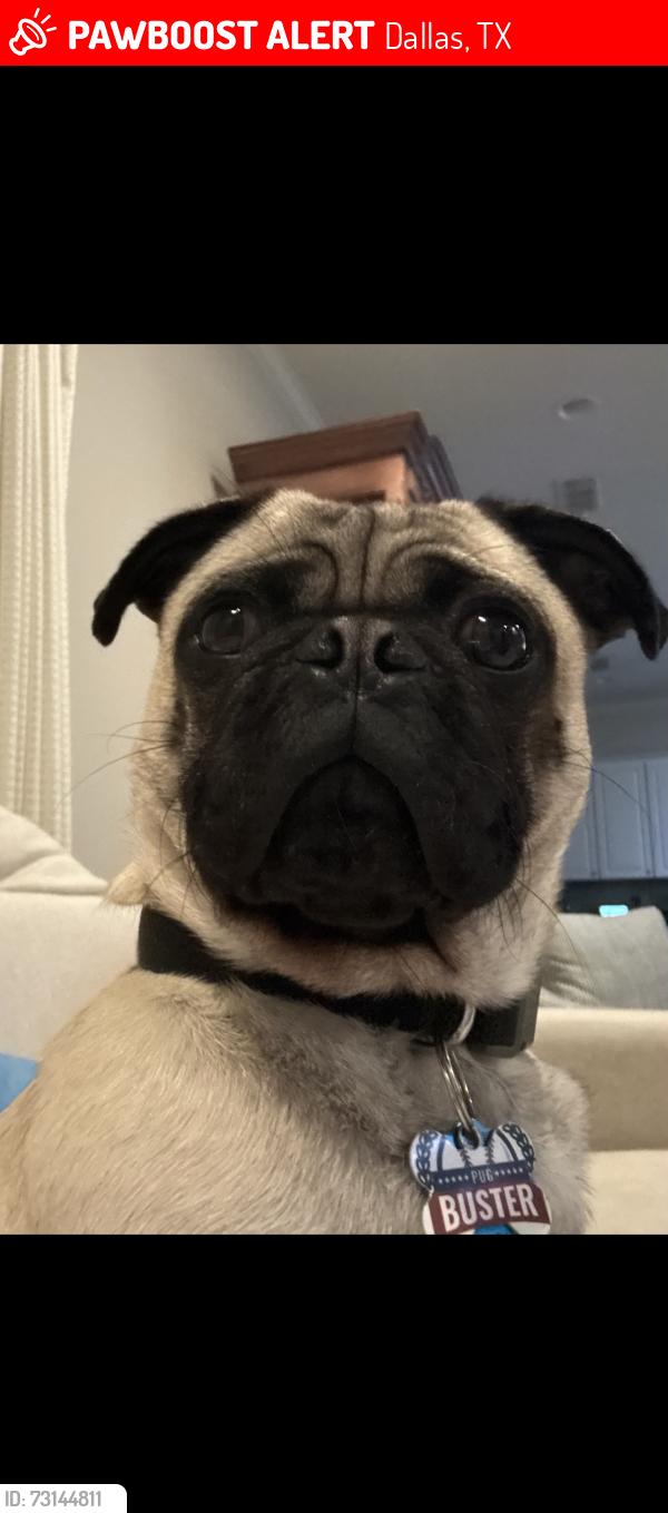 Lost Male Dog last seen Near Lina St. #8307 Dallas Texas 75287, Dallas, TX 75287
