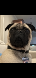 Lost Male Dog last seen Near Lina St. #8307 Dallas Texas 75287, Dallas, TX 75287