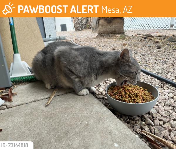 Found/Stray Unknown Cat last seen Broadway and Higley, Mesa, AZ 85206