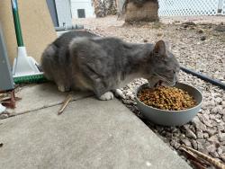 Found/Stray Unknown Cat last seen Broadway and Higley, Mesa, AZ 85206