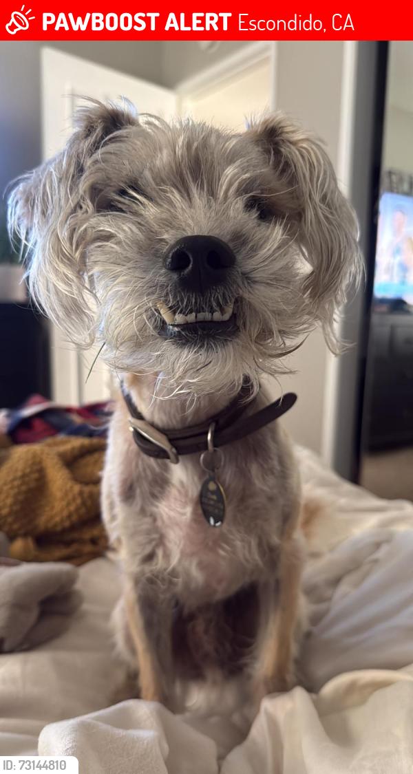 Lost Male Dog last seen Grand Ave. And Fig, Escondido, CA 92025