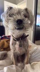 Lost Male Dog last seen Grand Ave. And Fig, Escondido, CA 92025