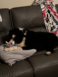 Reunited Female Dog last seen Last AirTag location was at 2261 NC-126, Morganton, NC 28655