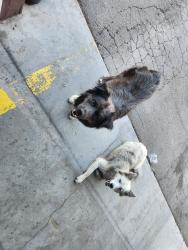 Found/Stray Male Dog last seen At fire station, Phelan, CA 92371