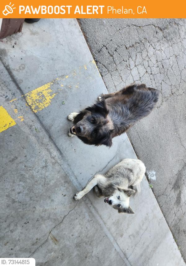 Found/Stray Male Dog last seen At fire station, Phelan, CA 92371