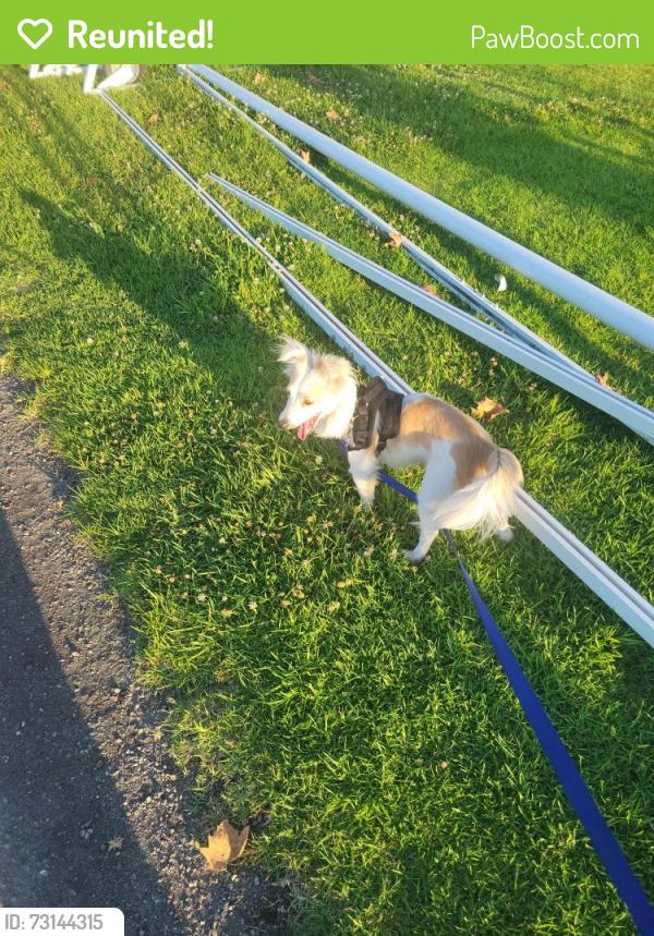 Reunited Male Dog last seen Taylor and Beach. Street, Montebello, CA 90640