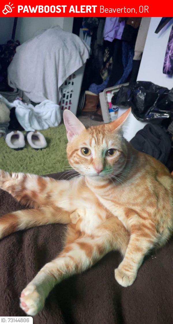 Lost Male Cat last seen By address listed (it was our backyard), Beaverton, OR 97005
