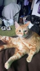 Lost Male Cat last seen By address listed (it was our backyard), Beaverton, OR 97005