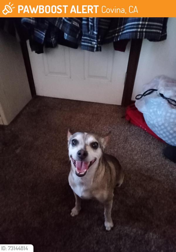 Found/Stray Male Dog last seen arrow highway and grand, Covina, CA 91722