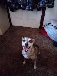 Found/Stray Male Dog last seen arrow highway and grand, Covina, CA 91722