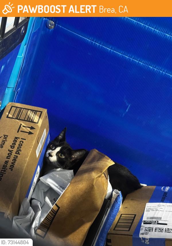 Found/Stray Female Cat last seen Brea, CA, Brea, CA 92822
