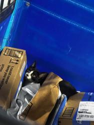Found/Stray Female Cat last seen Brea, CA, Brea, CA 92822