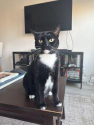 Reunited Female Cat last seen Claire Lilienthal Elementary School, San Francisco, CA 94123