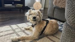 Reunited Male Dog last seen Elm St, Escondido, CA 92025