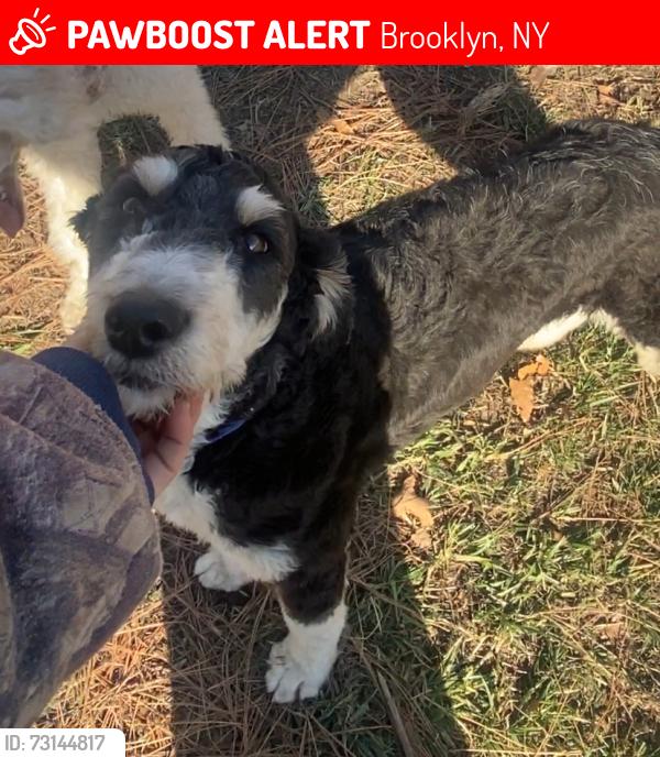 Lost Male Dog last seen Prospect Park, Brooklyn, New York, Brooklyn, NY 11226