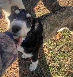 Lost Male Dog last seen Prospect Park, Brooklyn, New York, Brooklyn, NY 11226