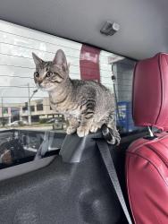 Found/Stray Male Cat last seen West Hollow apmts, Houston, TX 77096