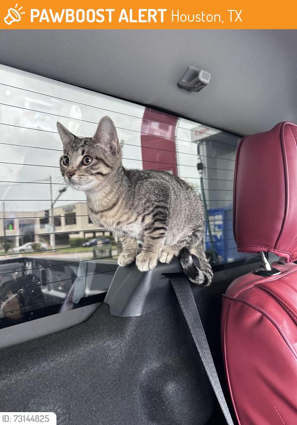 Found/Stray Male Cat last seen West Hollow apmts, Houston, TX 77096