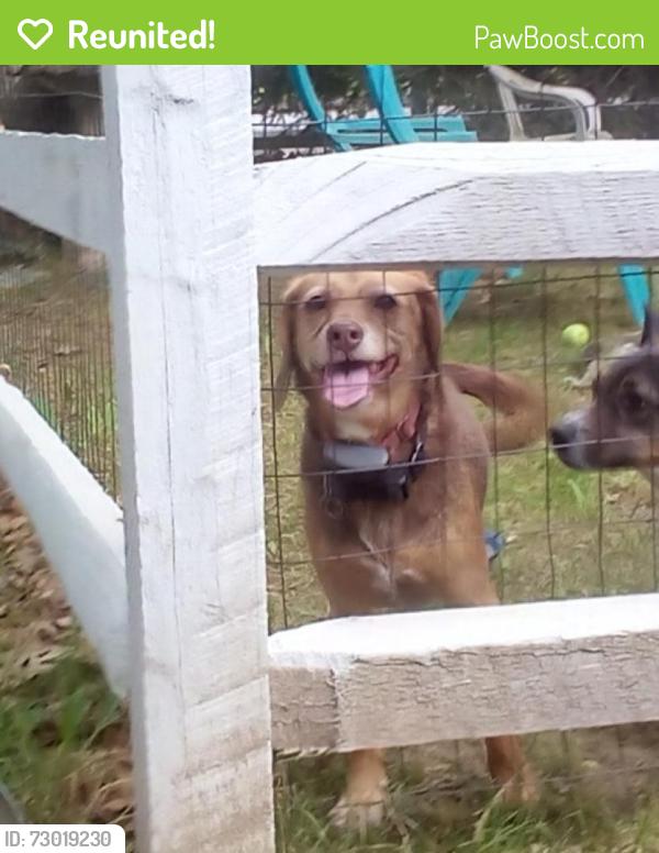 Reunited Female Dog last seen Bayne Street Norwalk, Norwalk, CT 06851