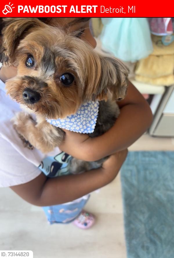 Lost Female Dog last seen Curtis between Meyers and W. Outer Drive, Detroit, MI 48235