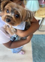 Lost Female Dog last seen Curtis between Meyers and W. Outer Drive, Detroit, MI 48235