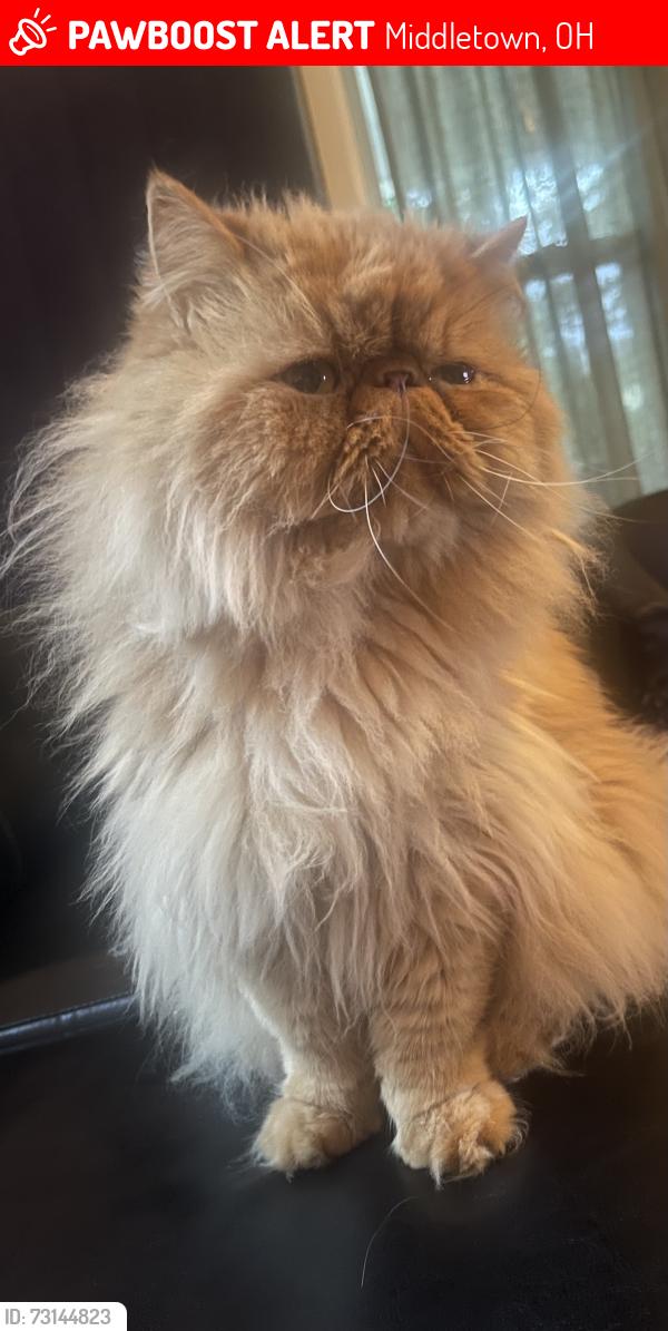 Lost Male Cat last seen Sunset area, Middletown, OH 45042