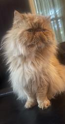 Lost Male Cat last seen Sunset area, Middletown, OH 45042