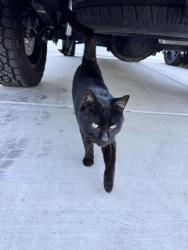 Found/Stray Male Cat last seen I found him at Ondarroa Court. Our neighborhood is located off S Heath Road and Stockdale Ranch Drive in the 93314., Bakersfield, CA 93314