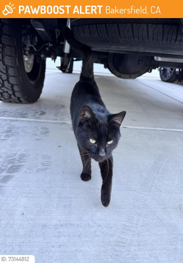 Found/Stray Male Cat last seen I found him at Ondarroa Court. Our neighborhood is located off S Heath Road and Stockdale Ranch Drive in the 93314., Bakersfield, CA 93314