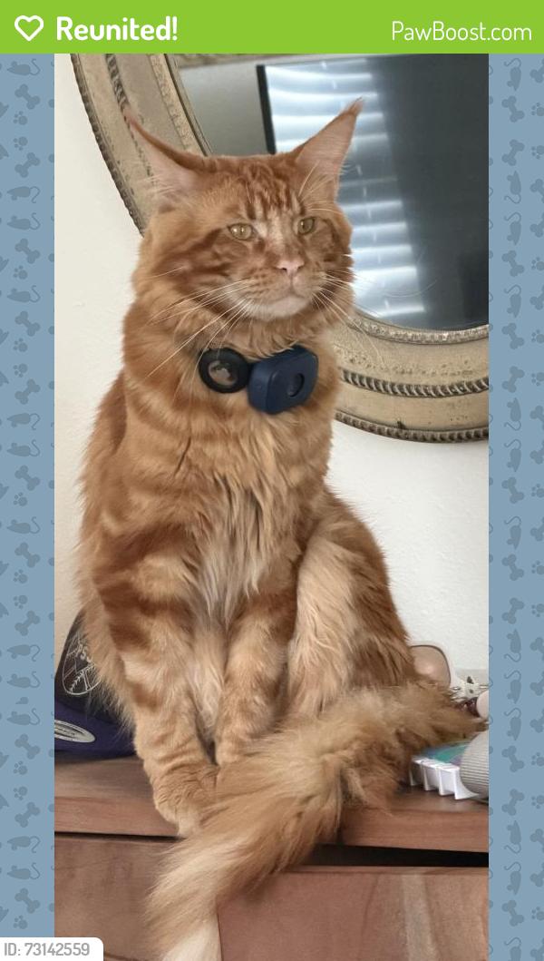 Reunited Male Cat last seen Blair and knoxville, Cocoa, FL 32926