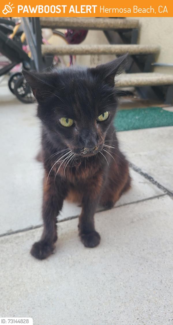 Found/Stray Unknown Cat last seen PCH and 4th street in Hermosa Beach, Hermosa Beach, CA 90254