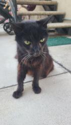 Found/Stray Unknown Cat last seen PCH and 4th street in Hermosa Beach, Hermosa Beach, CA 90254