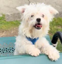 Lost Female Dog last seen 133-10 Sutter ave, Queens, NY 11420