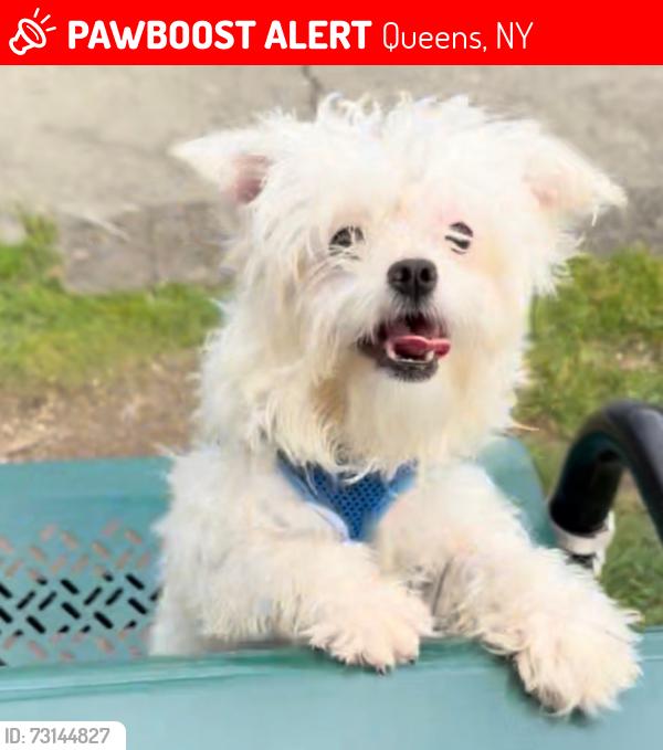 Lost Female Dog last seen 133-10 Sutter ave, Queens, NY 11420