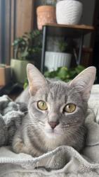Lost Female Cat last seen Near 86th st, Kenosha, WI 53142