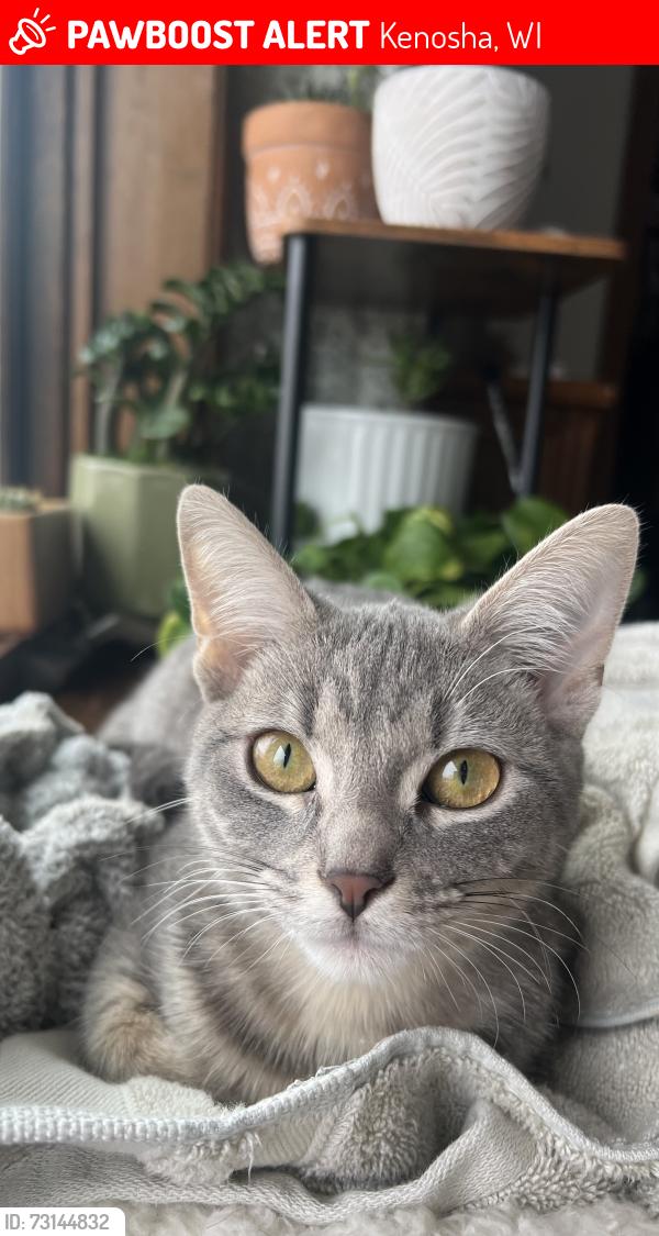 Lost Female Cat last seen Near 86th st, Kenosha, WI 53142