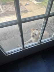 Reunited Male Dog last seen Near S 124th E Ave, Tulsa, OK 74128, USA, Tulsa, OK 74128