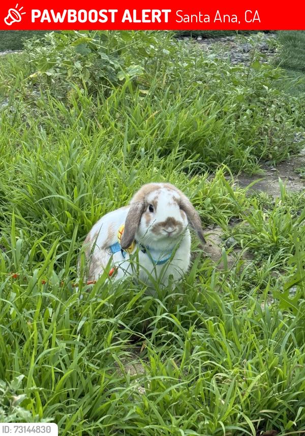 Lost Male Other last seen Near W Alton Avenue, Santa Ana (Alleyway), Santa Ana, CA 92704
