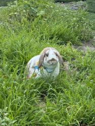 Lost Male Other last seen Near W Alton Avenue, Santa Ana (Alleyway), Santa Ana, CA 92704