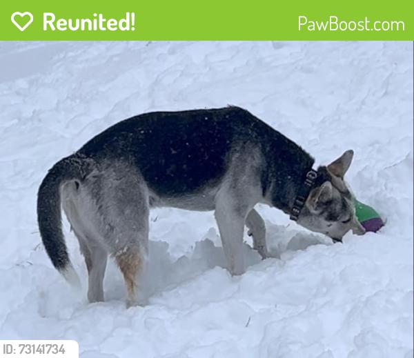 Reunited Male Dog last seen Behind historic Town Hall on Main St Somerset, Somerset, WI 54025