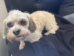 Reunited Male Dog last seen Florida ave & 2nd st, Richmond, CA 94804