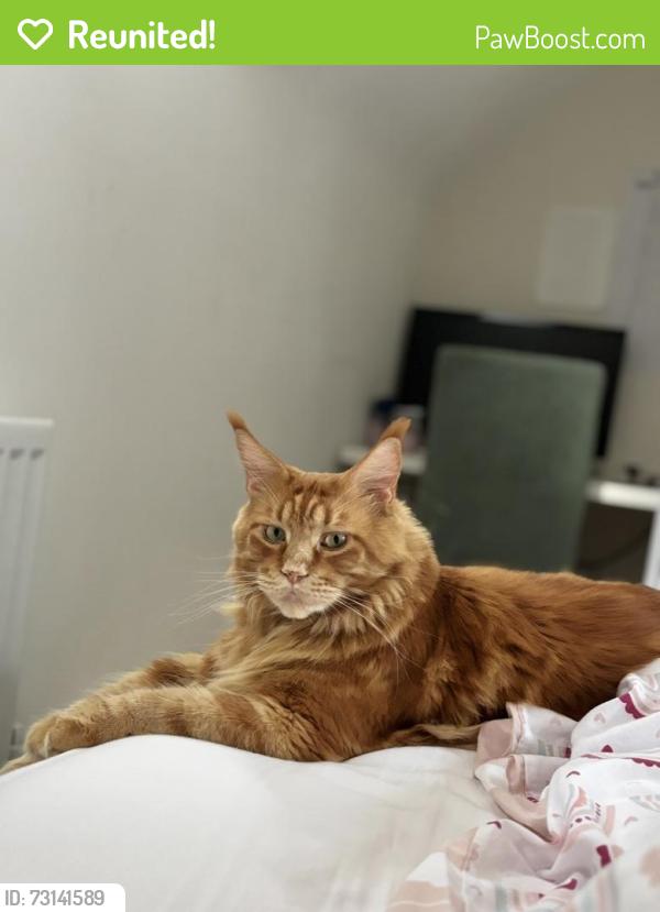 Reunited Male Cat last seen Showell Road, Bushbury, Bushbury, England 