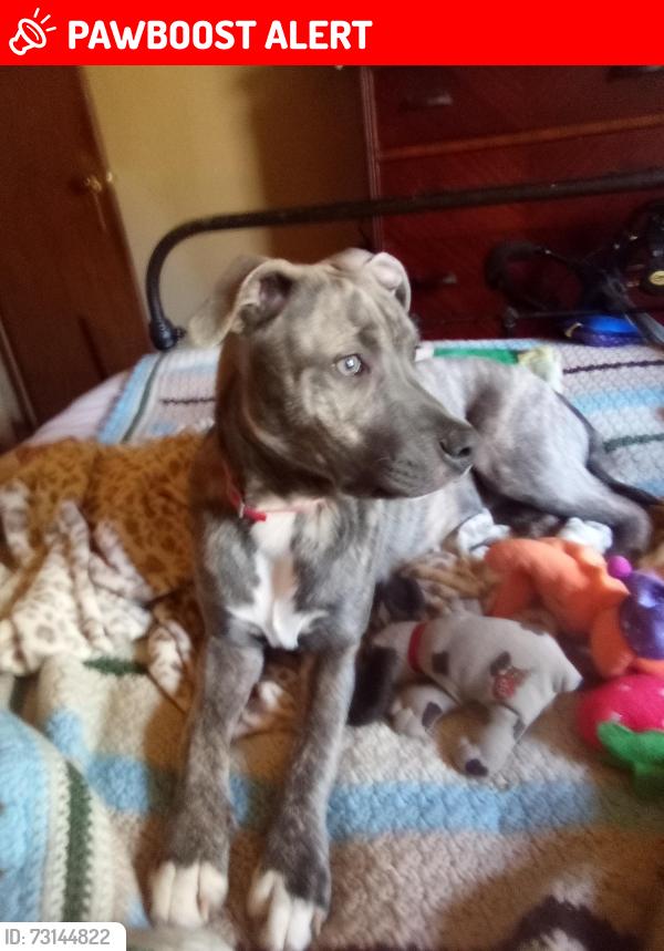 Lost Female Dog last seen Jackson Loop Rd, flt Rock NC, Henderson County, NC 28731