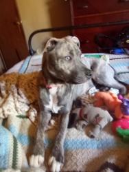 Lost Female Dog last seen Jackson Loop Rd, flt Rock NC, Henderson County, NC 28731