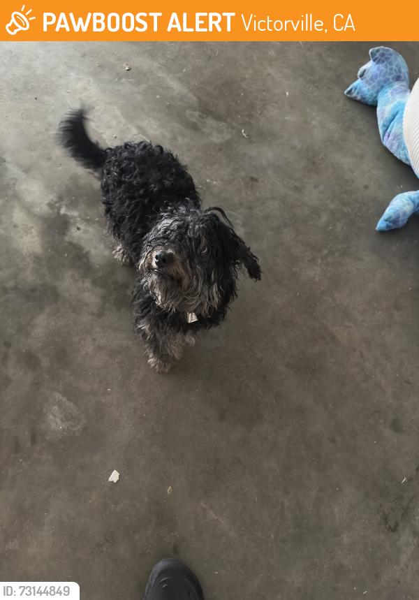 Found/Stray Male Dog last seen Cobalt Rd, Victorville, CA 92307