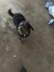Found/Stray Male Dog last seen Cobalt Rd, Victorville, CA 92307