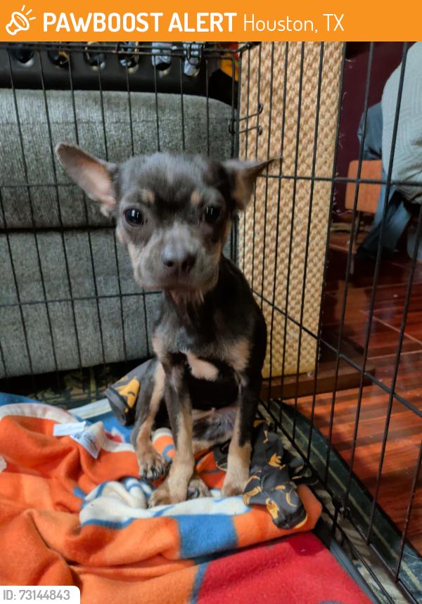 Found/Stray Female Dog last seen sunnyland and 45, Houston, TX 77023